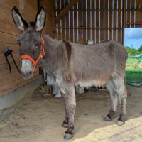 Jolie ânesse ânon #6