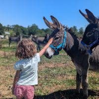 Jolie ânesse ânon #8