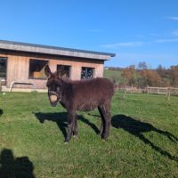 Jolie ânesse ânon #9