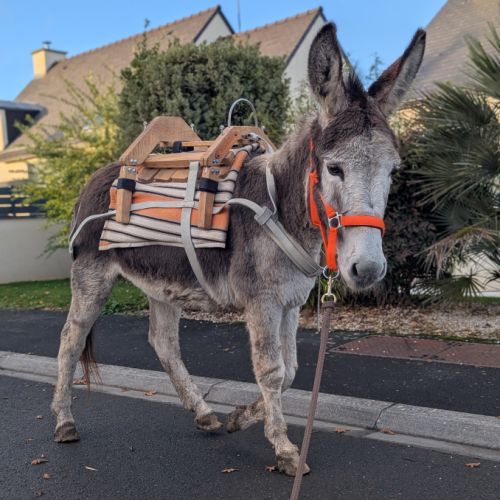 Belle ânesse 11 ans #2