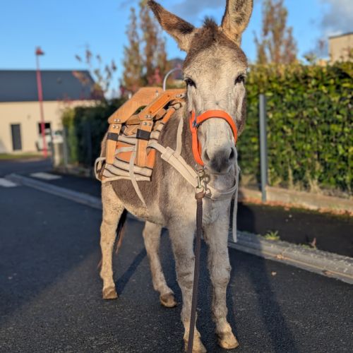 Belle ânesse 11 ans