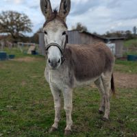 Belle ânesse 11 ans #1