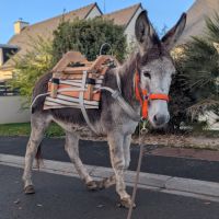 Belle ânesse 11 ans #2