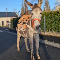 Belle ânesse 11 ans