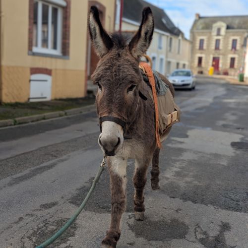 Âne de randonnées #2