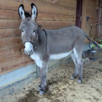 Âne de randonnées #0