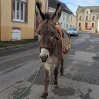 Âne de randonnées #2