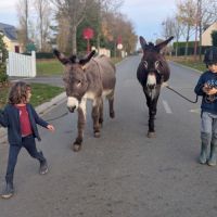 Âne de randonnées #3