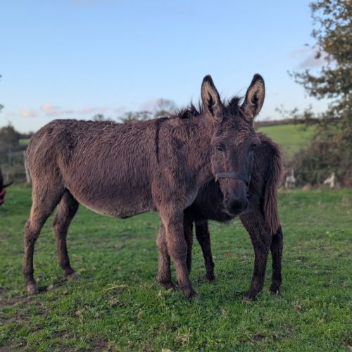 Ânesse suitée ânon #1