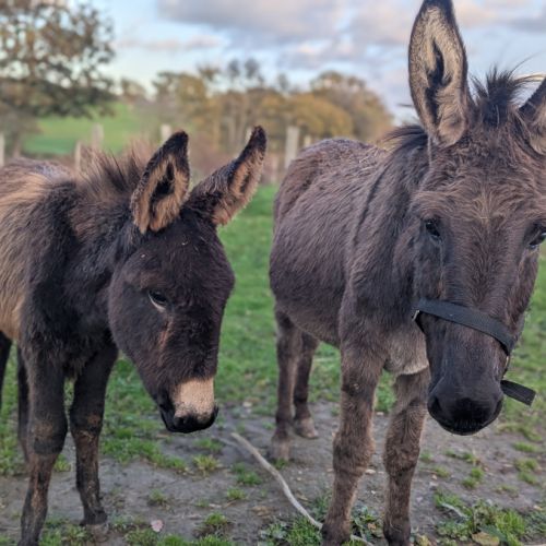 Ânesse suitée ânon #2