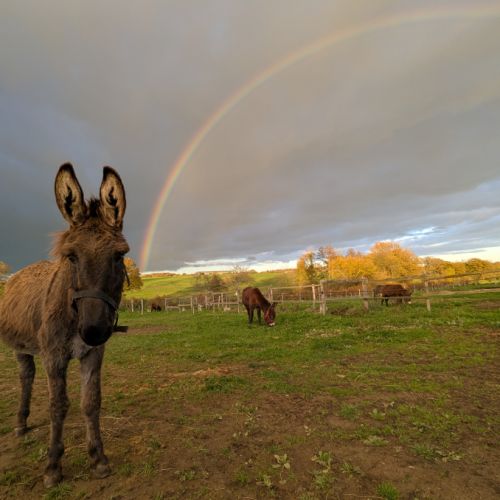 Ânesse suitée ânon