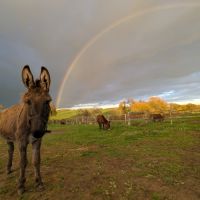 Ânesse suitée ânon