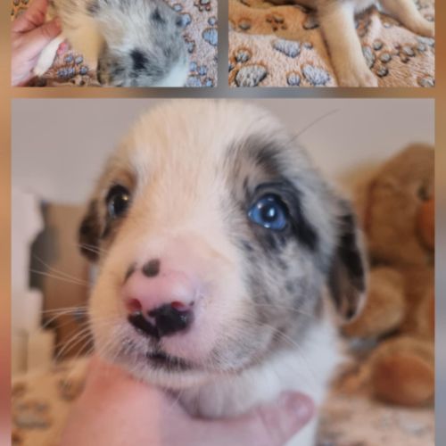 Magnifique chiots bleus merle #1
