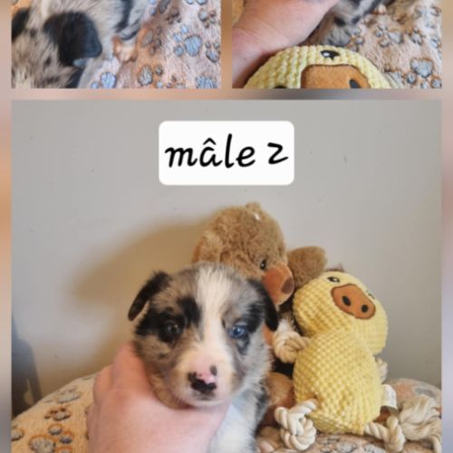 Magnifique chiots bleus merle #5