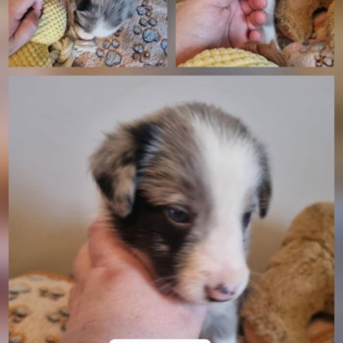 Magnifique chiots bleus merle #6