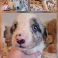 Magnifique chiots bleus merle #1