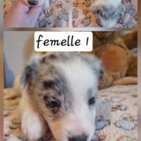 Magnifique chiots bleus merle