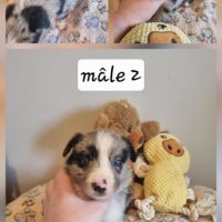 Magnifique chiots bleus merle #5