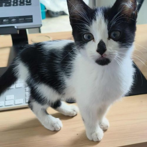 Augustine chatonne noir et blanche #2