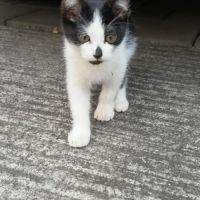 Augustine chatonne noir et blanche