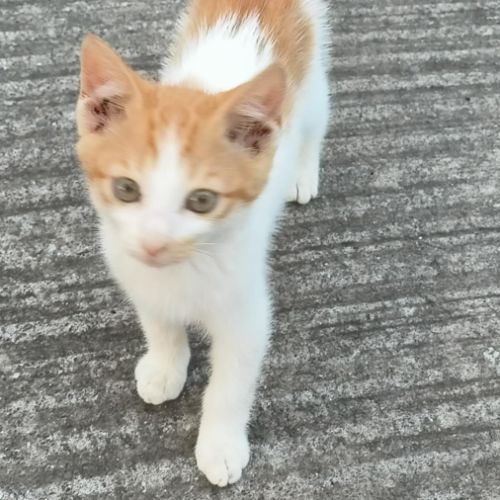 Akatine chaton roux et blanche #0