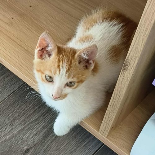 Akatine chaton roux et blanche #2