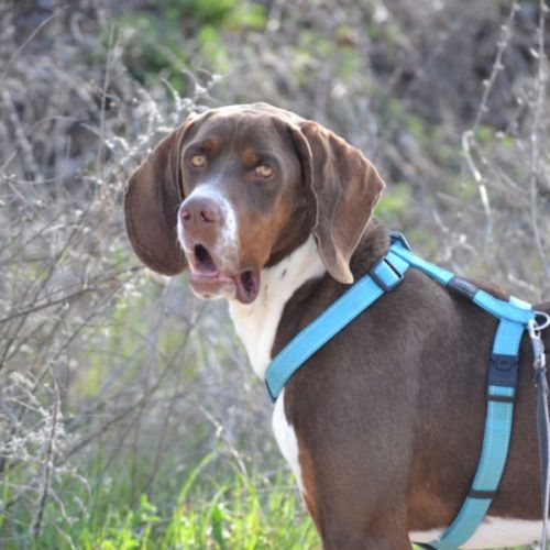 Moncho 2 ans, superbe braque affectueux #1