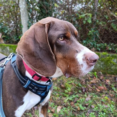 Moncho 2 ans, superbe braque affectueux #4