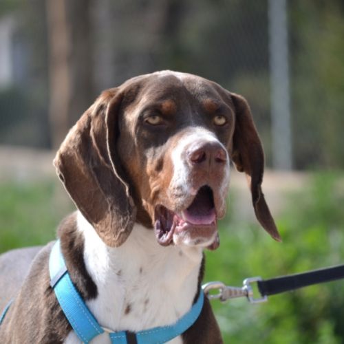 Moncho 2 ans, superbe braque affectueux #5