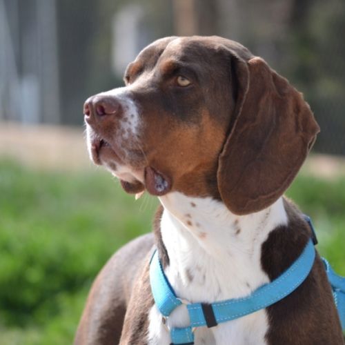 Moncho 2 ans, superbe braque affectueux #0