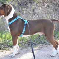 Moncho 2 ans, superbe braque affectueux #2