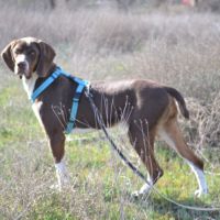 Moncho 2 ans, superbe braque affectueux #3