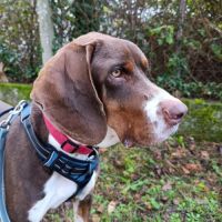 Moncho 2 ans, superbe braque affectueux #4