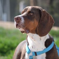 Moncho 2 ans, superbe braque affectueux