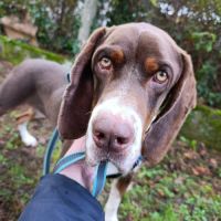 Moncho 2 ans, superbe braque affectueux #7