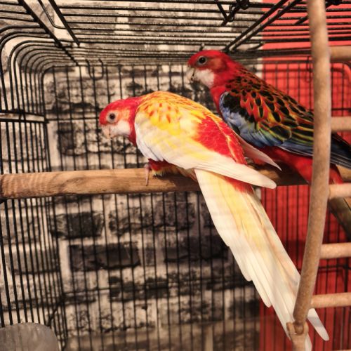 Couple de perruches omnicolore #1