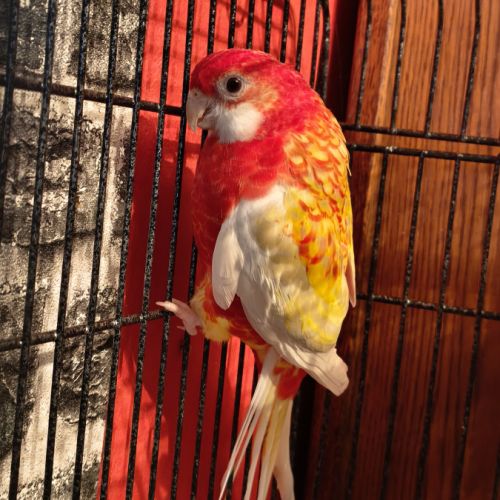 Couple de perruches omnicolore #2