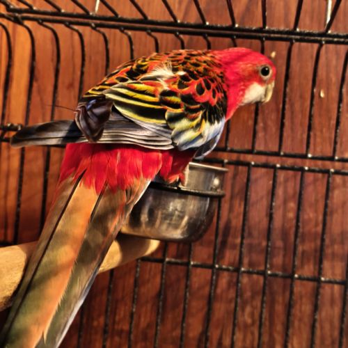 Couple de perruches omnicolore #3