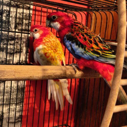 Couple de perruches omnicolore