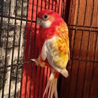 Couple de perruches omnicolore #2