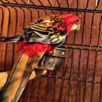 Couple de perruches omnicolore #3