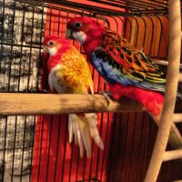 Couple de perruches omnicolore #0