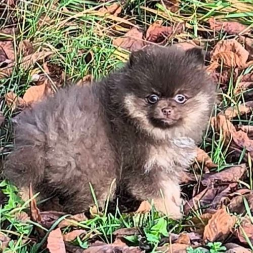 Chiot mâle spitz à réserver #0