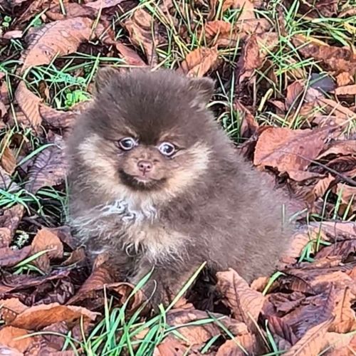 Chiot mâle spitz à réserver #2