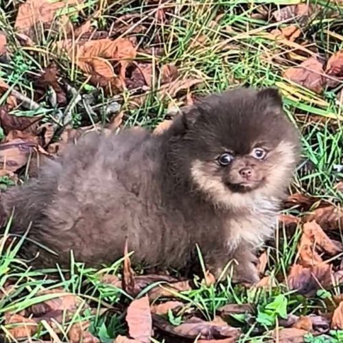 Chiot mâle spitz à réserver #3