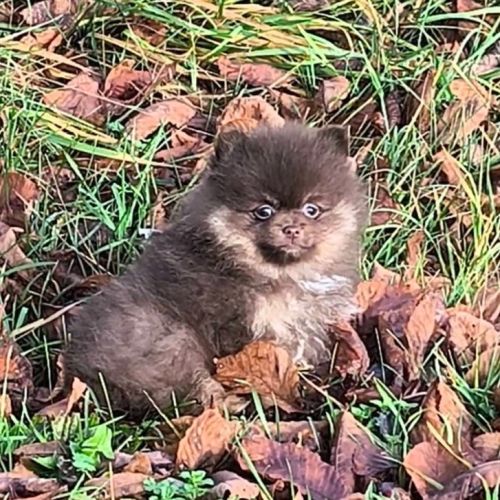 Chiot mâle spitz à réserver #4