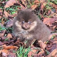 Chiot mâle spitz à réserver #5