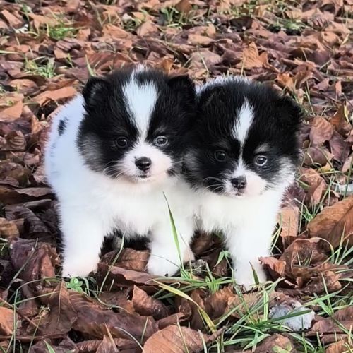 Chiots croisés spitz à réserver #2