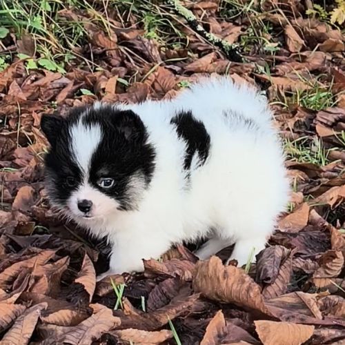 Chiots croisés spitz à réserver #3