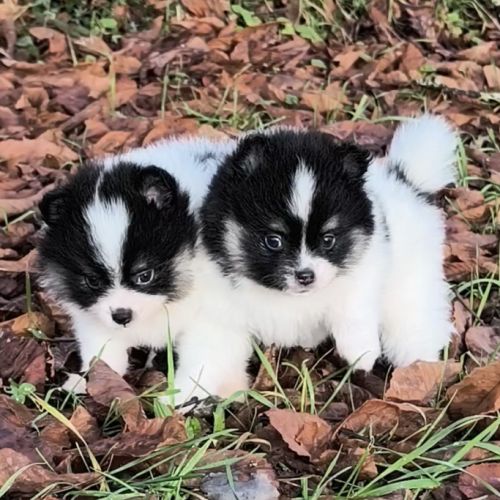 Chiots croisés spitz à réserver #5